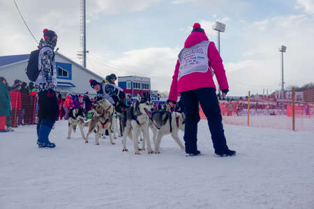 Petropavlovsk-Kamchatsky, Russia - February 22, 2021: Traditional dog sled race Beringia