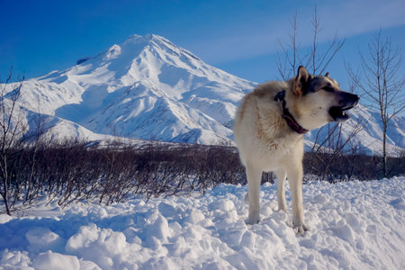 Dog in the snow with a view of the Vilyuchinsky volcano