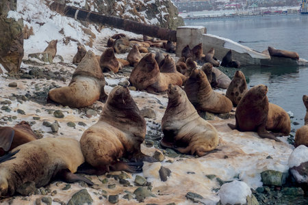 Wild Sea Lions of Petropavlovsk Kamchatsky Coast in Kamchatkaの写真素材