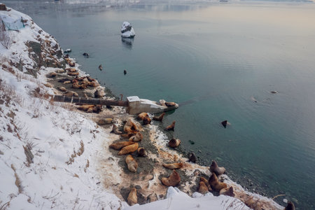Wild Sea Lions of Petropavlovsk Kamchatsky Coast in Kamchatkaの写真素材