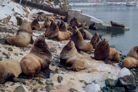 Wild Sea Lions of Petropavlovsk Kamchatsky Coast in Kamchatka