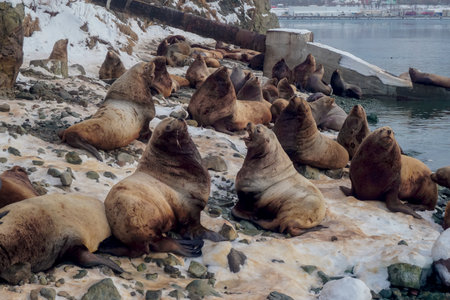 Wild Sea Lions of Petropavlovsk Kamchatsky Coast in Kamchatkaの写真素材