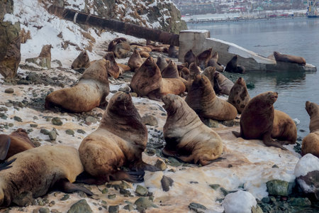 Wild Sea Lions of Petropavlovsk Kamchatsky Coast in Kamchatkaの写真素材
