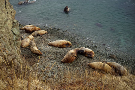 Wild Sea Lions of Petropavlovsk Kamchatsky Coast in Kamchatkaの写真素材