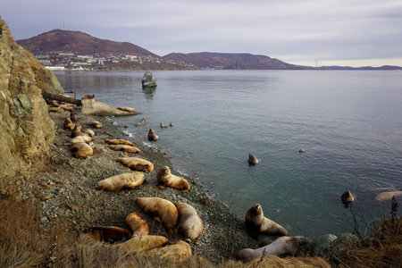 Wild Sea Lions of Petropavlovsk Kamchatsky Coast in Kamchatkaの写真素材