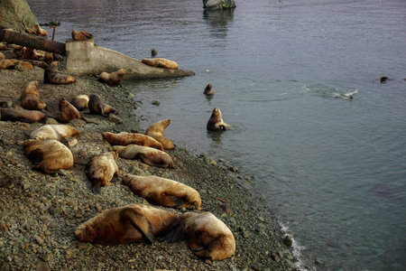 Wild Sea Lions of Petropavlovsk Kamchatsky Coast in Kamchatkaの写真素材