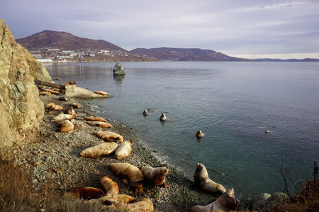 Wild Sea Lions of Petropavlovsk Kamchatsky Coast in Kamchatkaの写真素材