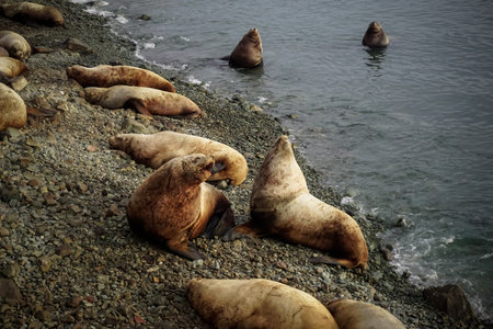 Wild Sea Lions of Petropavlovsk Kamchatsky Coast in Kamchatkaの写真素材