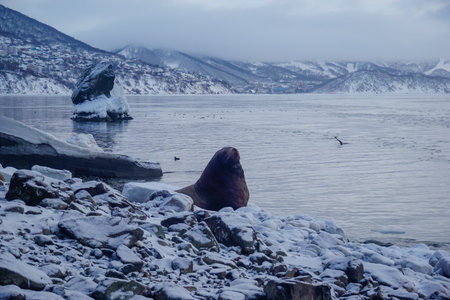 Wild Sea Lions of Petropavlovsk Kamchatsky Coast in Kamchatkaの写真素材