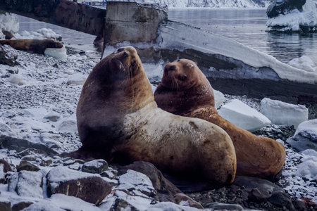 Wild Sea Lions of Petropavlovsk Kamchatsky Coast in Kamchatkaの写真素材