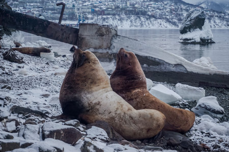 Wild Sea Lions of Petropavlovsk Kamchatsky Coast in Kamchatkaの写真素材