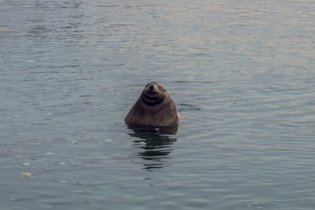 Wild Sea Lions of Petropavlovsk Kamchatsky Coast in Kamchatkaの写真素材