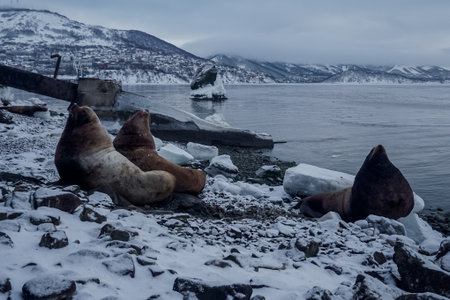 Wild Sea Lions of Petropavlovsk Kamchatsky Coast in Kamchatkaの写真素材