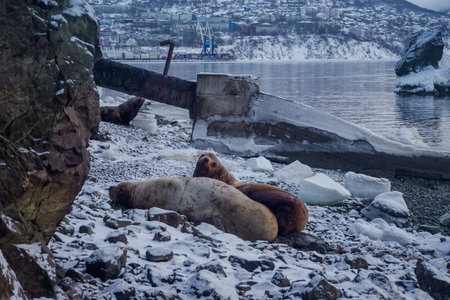 Wild Sea Lions of Petropavlovsk Kamchatsky Coast in Kamchatkaの写真素材