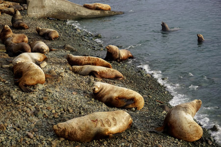 Wild Sea Lions of Petropavlovsk Kamchatsky Coast in Kamchatkaの写真素材
