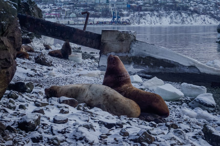 Wild Sea Lions of Petropavlovsk Kamchatsky Coast in Kamchatkaの写真素材