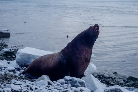 Wild Sea Lions of Petropavlovsk Kamchatsky Coast in Kamchatkaの写真素材