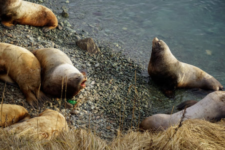 Wild Sea Lions of Petropavlovsk Kamchatsky Coast in Kamchatkaの写真素材