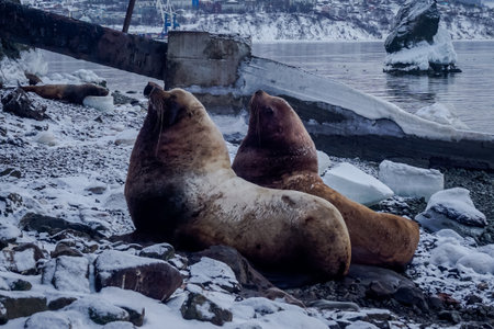 Wild Sea Lions of Petropavlovsk Kamchatsky Coast in Kamchatkaの写真素材