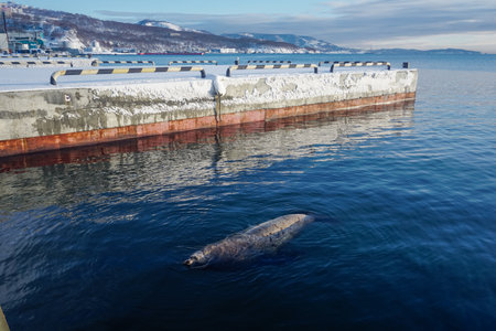 A marine mammal off the coast in Kamchatkaの写真素材