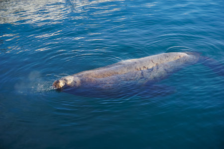 A sea lion off the coast in Kamchatkaの写真素材