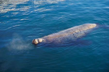 A sea lion off the coast in Kamchatkaの写真素材