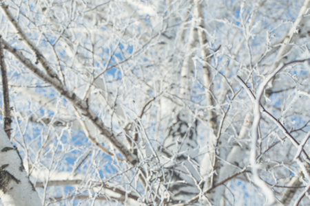 Birch branches frozen in snow on the blue sky backgroundの写真素材