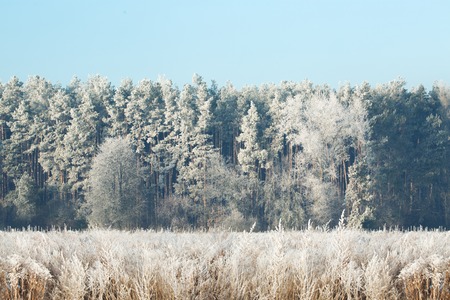 High resolution background of snowy forest. Winter wallaper with space for your text.の写真素材