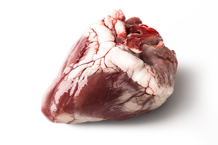 Raw sheep heart isolated on a white background.の写真素材