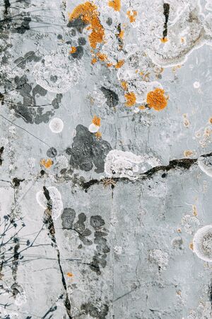 Natural textures for design. The texture of the stone with the moss.の写真素材