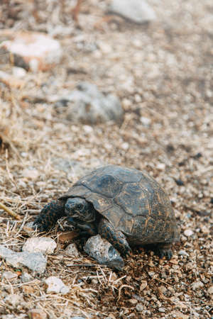 Turtle in the wild crawling on the sand. Turtle close-up on the ground.の写真素材