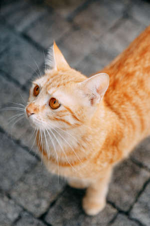 A stray cat with beautiful yellow eyes. A red-haired little cat on the street.の写真素材