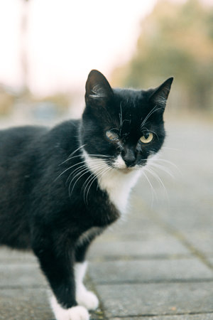 Helping abandoned animals. A street cat with an eye wound.の写真素材