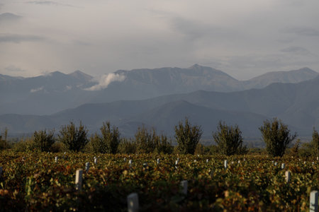 A beautifully tranquil vineyard scene showing abundant rows of vibrant grapevines beside breathtaking mountain viewsの写真素材