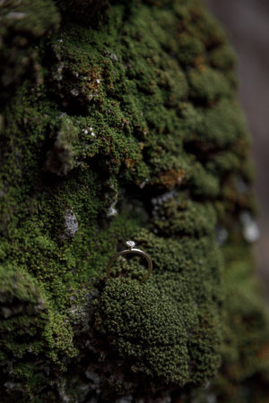 A CloseUp View of Vibrant Moss on Tree Bark Showcasing Nature's Intricate Textures and Detailsの写真素材