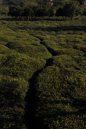 The Beautiful Lush Green Tea Fields Glimmering Under Soft Evening Light