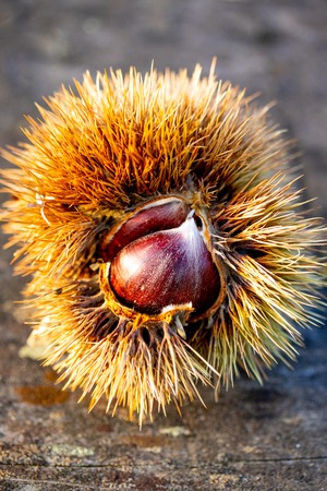Fresh ripe wholesome chestnuts on a wooden tableの写真素材