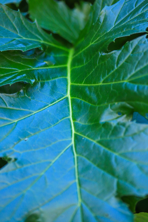 Large leaves of a green plant - soft focusの写真素材