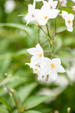 Beautiful white flowers with yellow stamens against a background of green leaves in soft focus.の写真素材