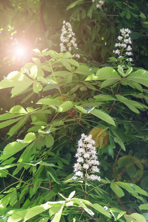 Horse chestnut white flowers on a branch with green foliage on a sunny spring day. The concept of celebration and celebration of natureの写真素材