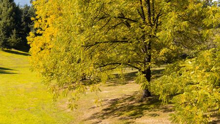 Beautiful colorful trees in autumn in the forest and park. Against a blue clear sky. Soothing landscapeの写真素材