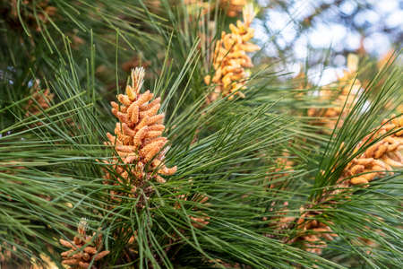 Young pine cone on a young evergreen coniferous tree in the forest. Close upの写真素材