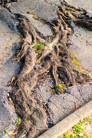 Roots and broken asphalt road surface. A plant sprouting through cracks. Power of nature conceptの写真素材