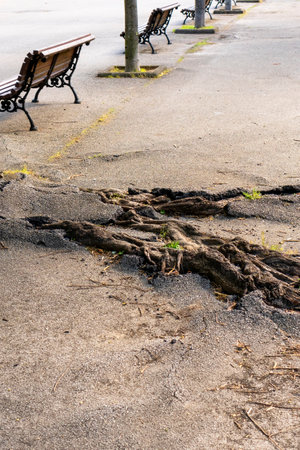 Powerful roots of the tree sprouted and broke the asphalt of the road in the park with benches. Natural ecological conceptの写真素材