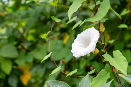 Hedge Bindweed. White morning glory flower in green leaves. Calystegia spithamaeaの写真素材