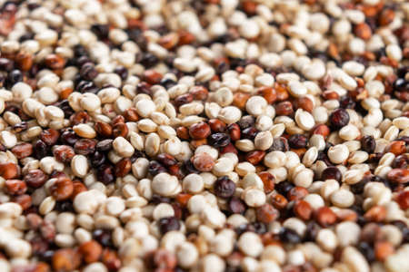 Dry mixed quinoa seeds. Uncooked grains. Vegetarian food. Macro