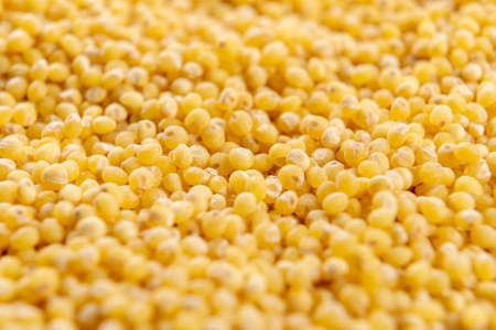 Detailed shot of yellow shelled millet. Macro. Selective focusの写真素材