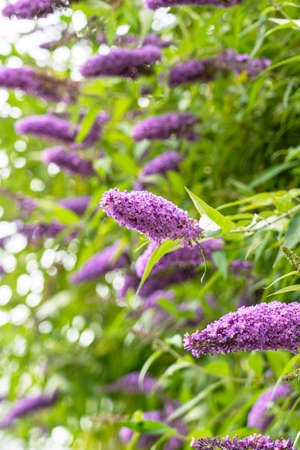 Blooming purple Lilac flowers on background of summer green leaves in garden. Butterfly bush. Buddleja blossomの写真素材