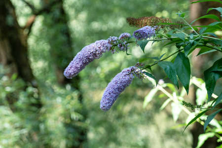 Wild butterfly bush in the forest. Lilac flowers in natureの写真素材