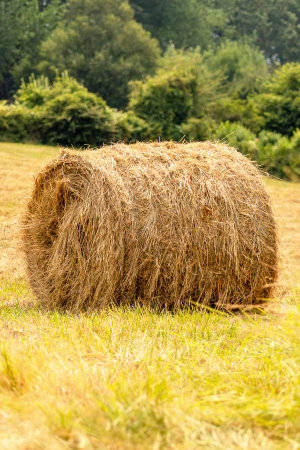 Round bale of hay on a rural mountain pasture. A roll of dry straw on a farm near a forest on a...